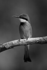 Mono little bee-eater with catchlight on bough
