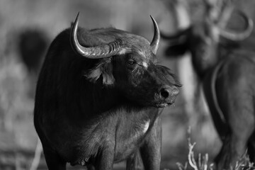 Mono close-up of Cape buffalo at sunset