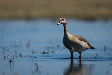 Egyptian goose stands with catchlight in shallows