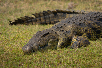 Close-up of Nile crocodile on short grass