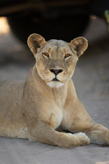 Close-up of lioness lying on sandy road