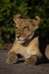 Close-up of lion cub lying showing catchlight