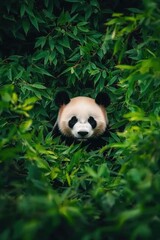 Obraz premium Giant panda resting in a tree surrounded by soft green bamboo leaves