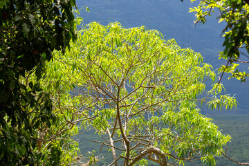 Beautiful bright composition with a yellow tree and the Andes mountains in the background in Barichara, Santander, Colombia.