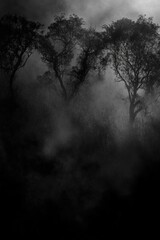 Obraz premium Mysterious nighttime scene with foggy trees and misty atmosphere.