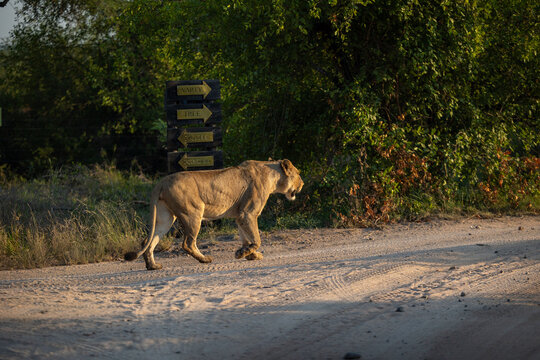 A gaunt thin lioness, Panthera leo, on a path, side view