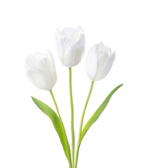 Three white Tulips isolated on white background