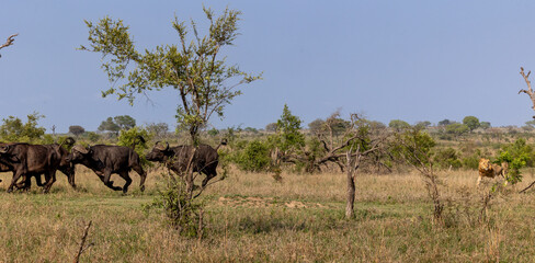 A sub-adult male lion, Panthera leo, chasing a herd of buffalo, Syncerus caffer.