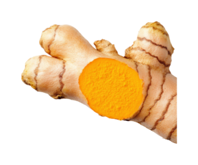 Fresh turmeric root health benefits for home cooking isolated on transparent background