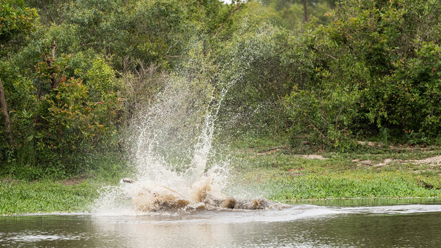 A crocodile, Crocodylus niloticus, in the water with an animal in it's mouth, thrashing and spraying water.