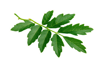 Gathering fresh green leaves nature outdoors isolated on transparent background