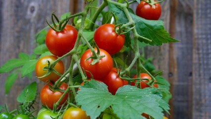 Reife Cherrytomaten in einem Hausgarten.