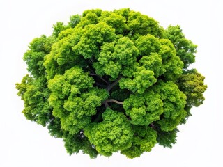 Award-Winning Drone Shot: Lush Green Tree Isolated on White