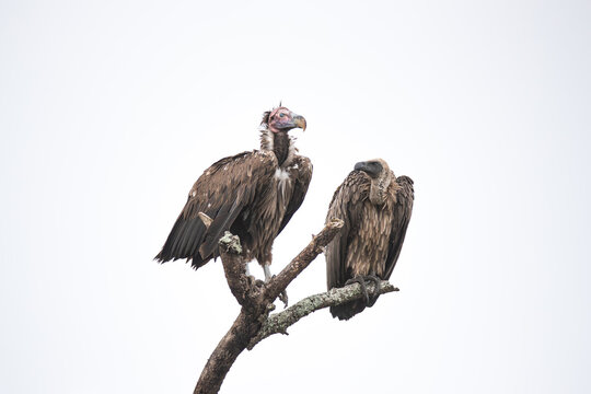 A Lappet-faced Vulture, Torgos tracheliotos, and a White-backed Vulture, Gyps africanus, perched in a tree together.