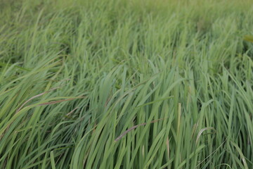 green wheat field