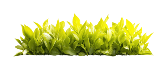 Lush green leaves nature botanical outdoor isolated on transparent background