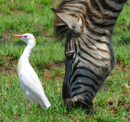 Obraz premium Stepping out together.