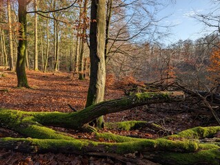 Sunlight filters through tall trees in a forest, illuminating a moss-covered fallen log in the foreground and a carpet of autumn leaves on the forest floor