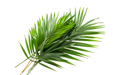 Symbolic Imagery of Palm Sunday Celebrations, Marking the Arrival of Jesus Isolated on Transparent Background