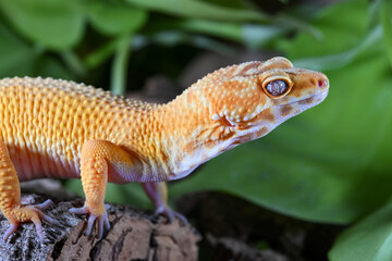 A captive Leopard Gecko (Eublepharis macularius) on a wooden bark log against a green leaf background