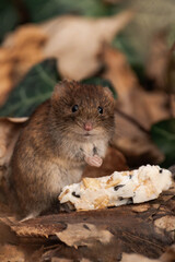 Bank vole (Clethrionomys glareolus) sitting on the ground with some food from a bird feeder.