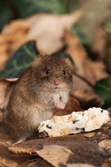 Bank vole (Clethrionomys glareolus) sitting on the ground with some food from a bird feeder.
