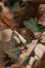 Bank vole (Clethrionomys glareolus) sitting on the ground with some food from a bird feeder.