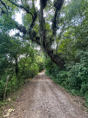 Dirt road penetrates deep into the dense vegetation