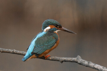 Common kingfisher (Alcedo atthis), also known as the Eurasian kingfisher and river kingfisher sitting on a tree branch.