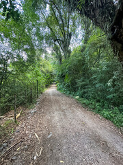 Dirt road penetrates deep into the dense vegetation