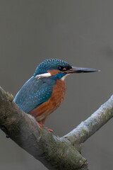 Common kingfisher (Alcedo atthis), also known as the Eurasian kingfisher and river kingfisher sitting on a tree branch.