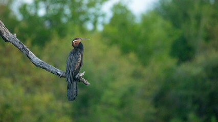 African Darter, Anhinga rufa, in a wetland.