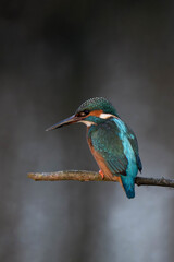 Common kingfisher (Alcedo atthis), also known as the Eurasian kingfisher and river kingfisher sitting on a tree branch.