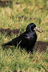 Rook (Corvus frugilegus) standing on the ground and looking for food.