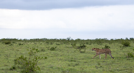 Cheetah, Acinonyx jubatus, in an open landscape.