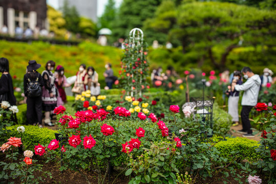 Beautiful roses in the Kyu-Furukawa Teien（a famous garden in Tokyo)