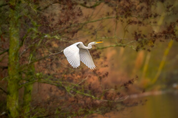 Great white egret flying over a lake.