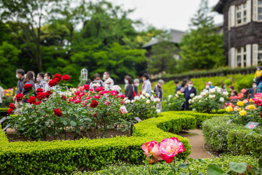 Beautiful roses in the Kyu-Furukawa Teien（a famous garden in Tokyo)