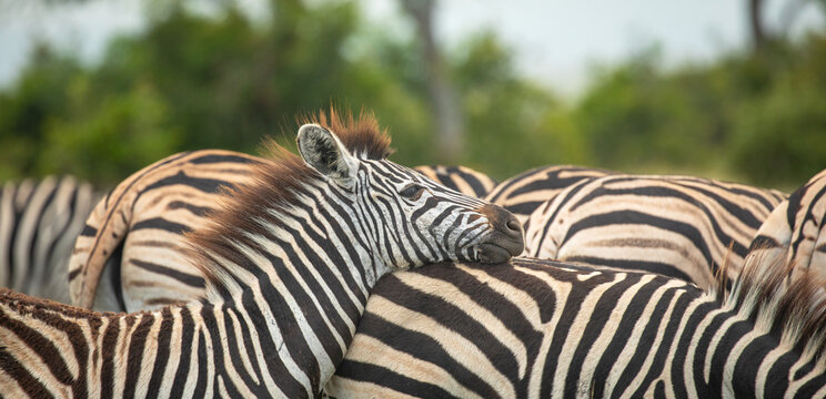 Zebra, Equus quagga,  a group huddled close toegether, one resting with its head on another animal's back. 