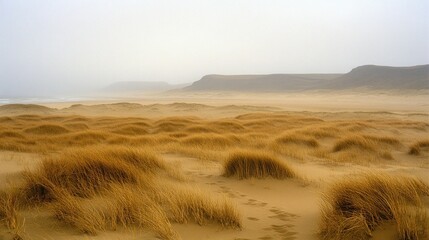 Windy coastal dunes with tall grasses.