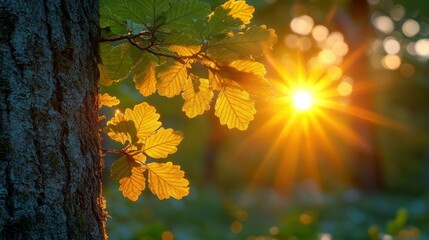 Obraz premium Golden oak leaves sunset forest nature background