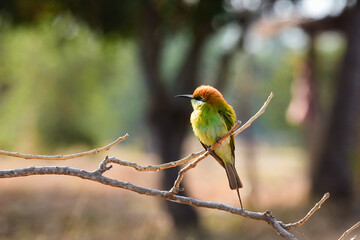 kingfisher on branch