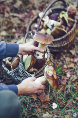 Man hands holding beautiful edible boletus mushrooms