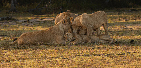 Lion, Panthera leo, pride interacting, nuzzling each other, playfighting and affectionate.