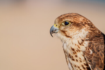 Close up view of the saker falcon bird