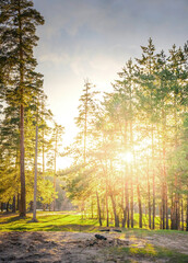 Forest with trees in the background and a sun shining through the trees