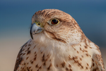 Close up view of the saker falcon bird