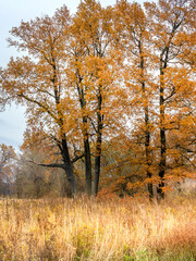 Field of tall grass with a few trees in the background