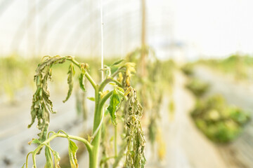Withered green tomatoes leaves on adult plants in a greenhouse. Withering of leaves due to tomatoes...