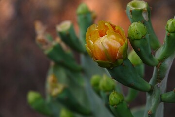 Vibrant yellow cactus flower. Prickly pear cactus (Opuntia stricta).